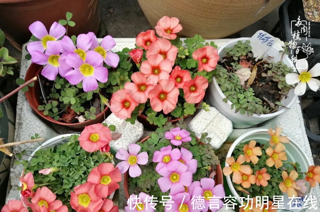 最美四月天,去杨姐的屋顶花园,赴一场花约!