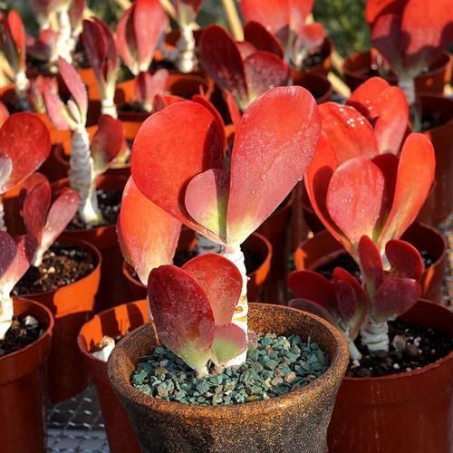 钱景天|5种不怕热的多肉植物,夏天虐着养,新手也能养爆盆