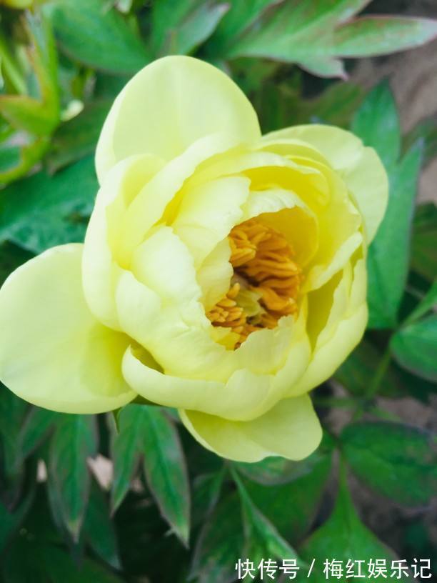 二乔|牡丹是“花中之王”,这些稀有品种就是王中王,很少有人见过!