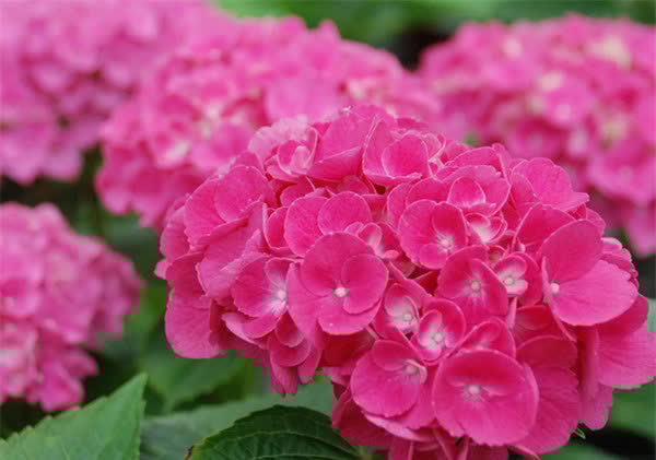 美爆阳台的3种花,花朵又美又香,四季开不停,养护容易,还很耐热