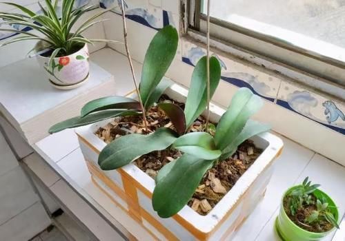 这些垃圾废料拿来养花,你以为是“青铜”,结果全是“王者”