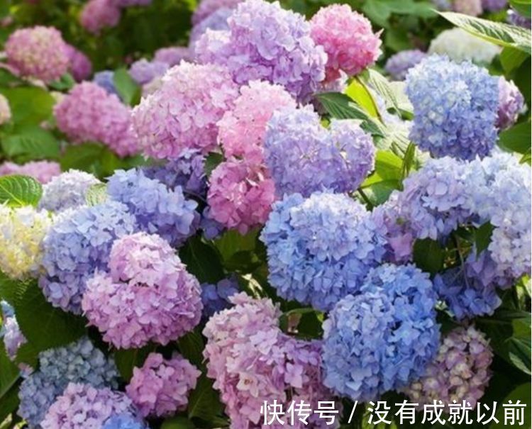 此款花卉，好养易爆盆，养在家里繁花似锦，花开不断，还能旺财