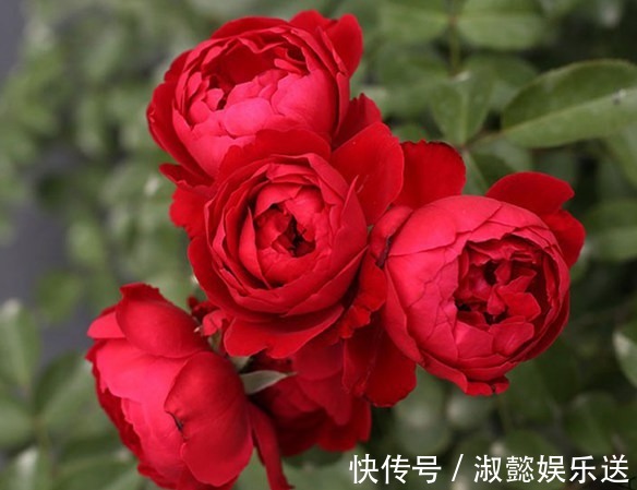 月季|喜欢菊花，不如养盆“珍稀玫瑰”皇家胭脂，草莓香味，花色艳丽