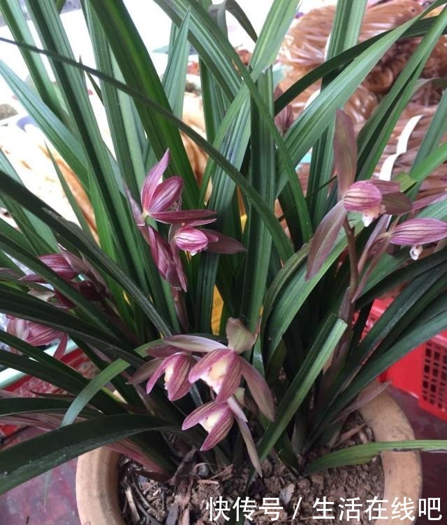 生活中浇兰草就用“它”,30天下来兰花开不停娇艳美丽!