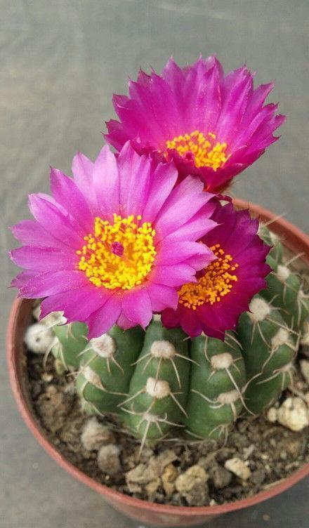 长寿|喜欢菊花,不如养盆宫灯长寿,花朵柔美高雅,一次开爆