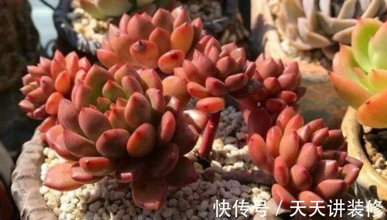 浇灌|立秋后,不要马上给多肉多浇水,多注意这几点,不空盆