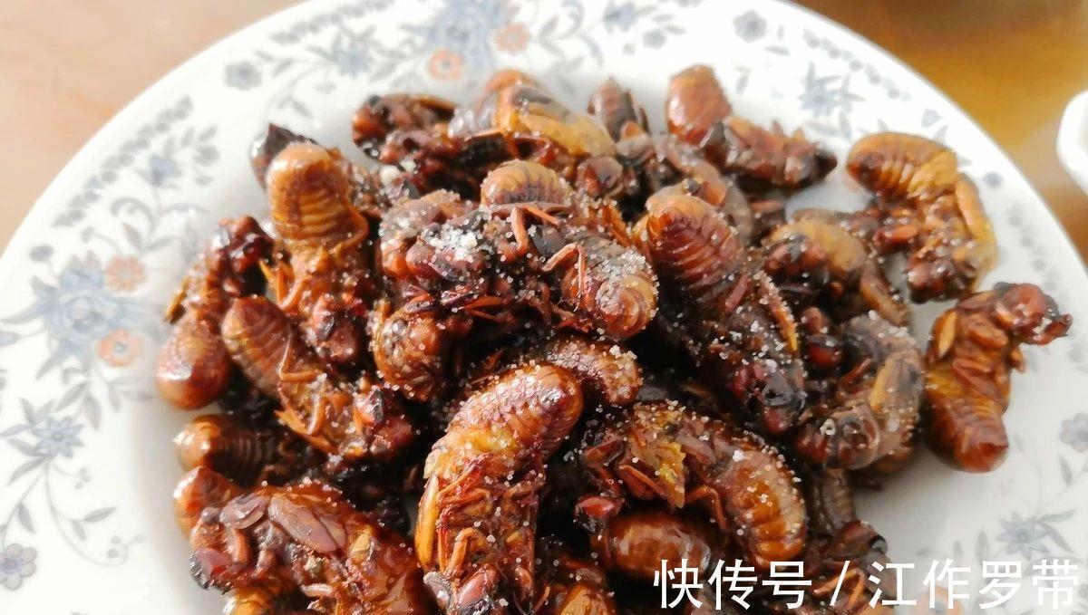 身体不适|吃“知了猴”有什么危害?多数人可能还不清楚,吃前不妨先了解下