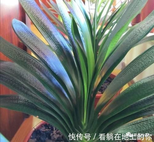 根系|君子兰叶子瘦小，不长新叶，4个方面多注意，很快恢复旺盛