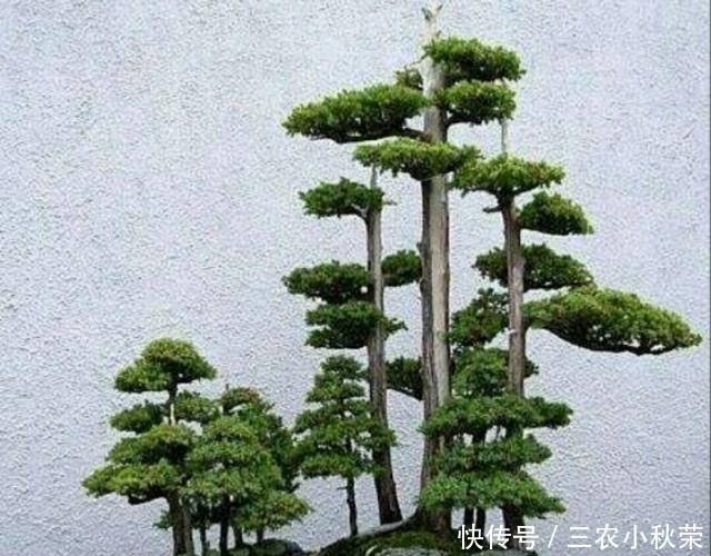 制作丛林式盆景一定要注意这几个问题