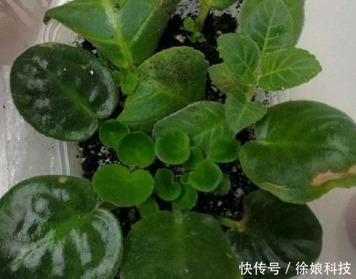 家里养4种花,只用叶子就能插活,方法也简单
