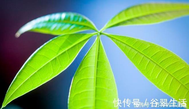 黄豆|自制一种营养液,比淘米水强10倍,每次浇花用一点,叶子油亮乌黑