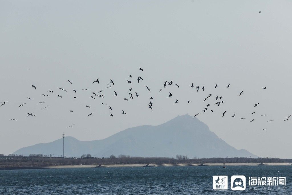 中年|青岛：游客喂食海鸥成独特风景线