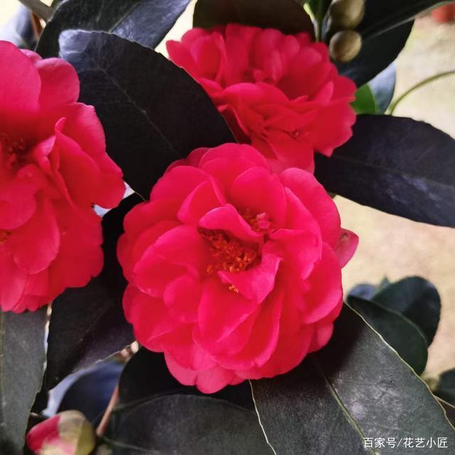 此花开品“惊艳”,比牡丹还美,花开一冬天,摆在家里上档次