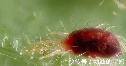 养月季,该死的红蜘蛛又来了,消灭方法全在这里