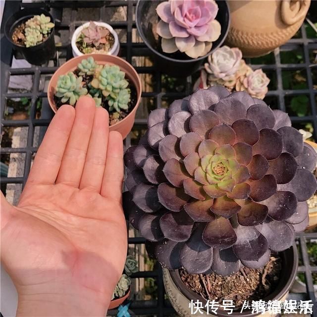 主子|多肉盛夏“浇水经”1分钟学会,度夏不用愁,高温亦无忧