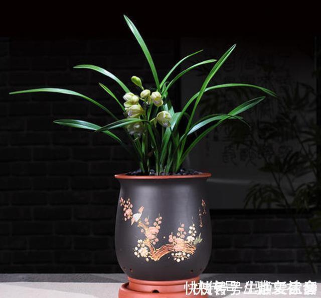 掌握室内养兰“6要素”,再难养的兰花也不烂根,长势好年年开花