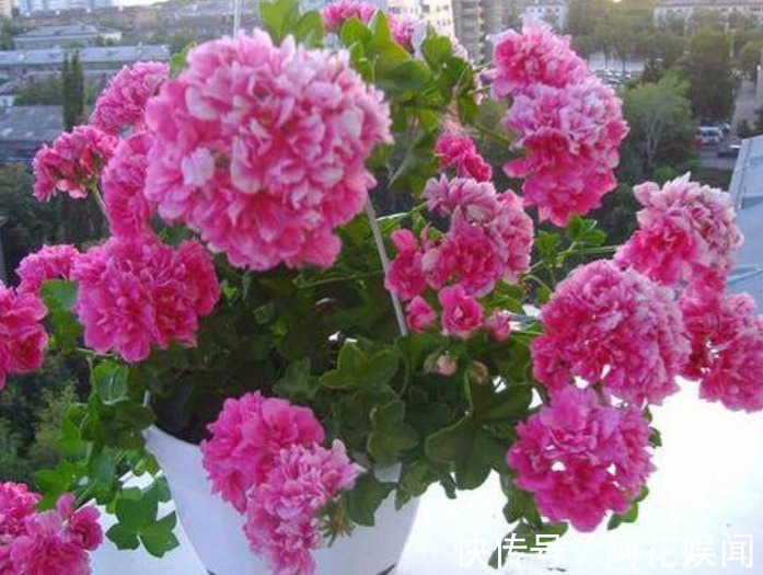 “4种花”吊起来养，漂亮不占地，一次开花300朵，美爆阳台！