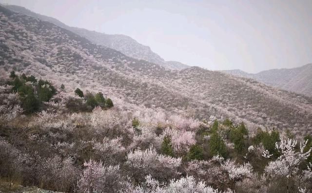 燕平八景白虎涧桃花杏花遍山野（新华社杨兆波报道）