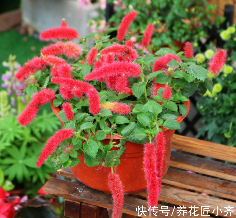 吊兰|4种高颜值吊兰，颜色丰富还好养，更适合新手去养