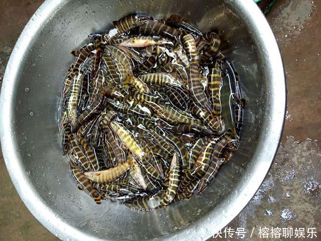 钓友|别人钓大鱼我钓小鱼,一上午钓了一小盆,却无人认识它,求鉴定