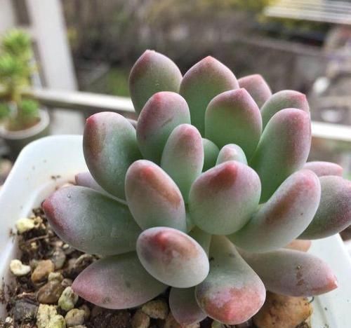 多肉界里，美人如云，个个丰满剔透，你认识几个美人