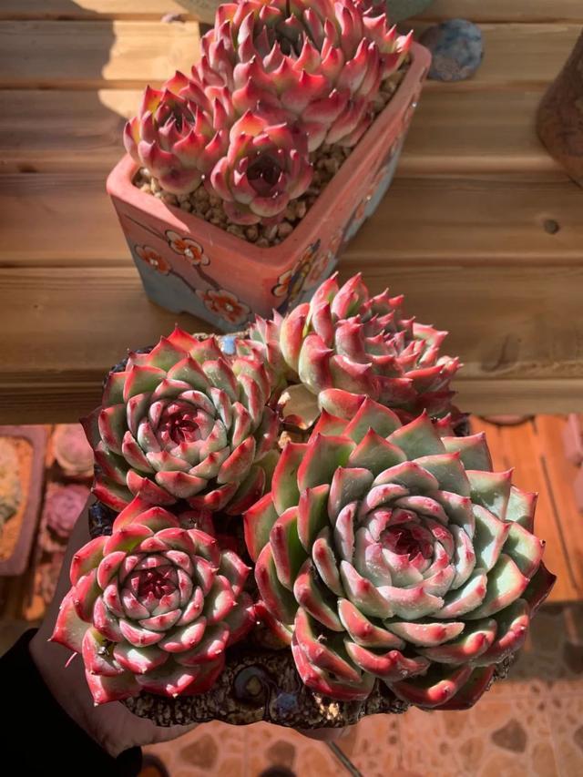 所爱隔山海,山海皆可平!多肉不只露养好看,灯光下的多肉也精彩