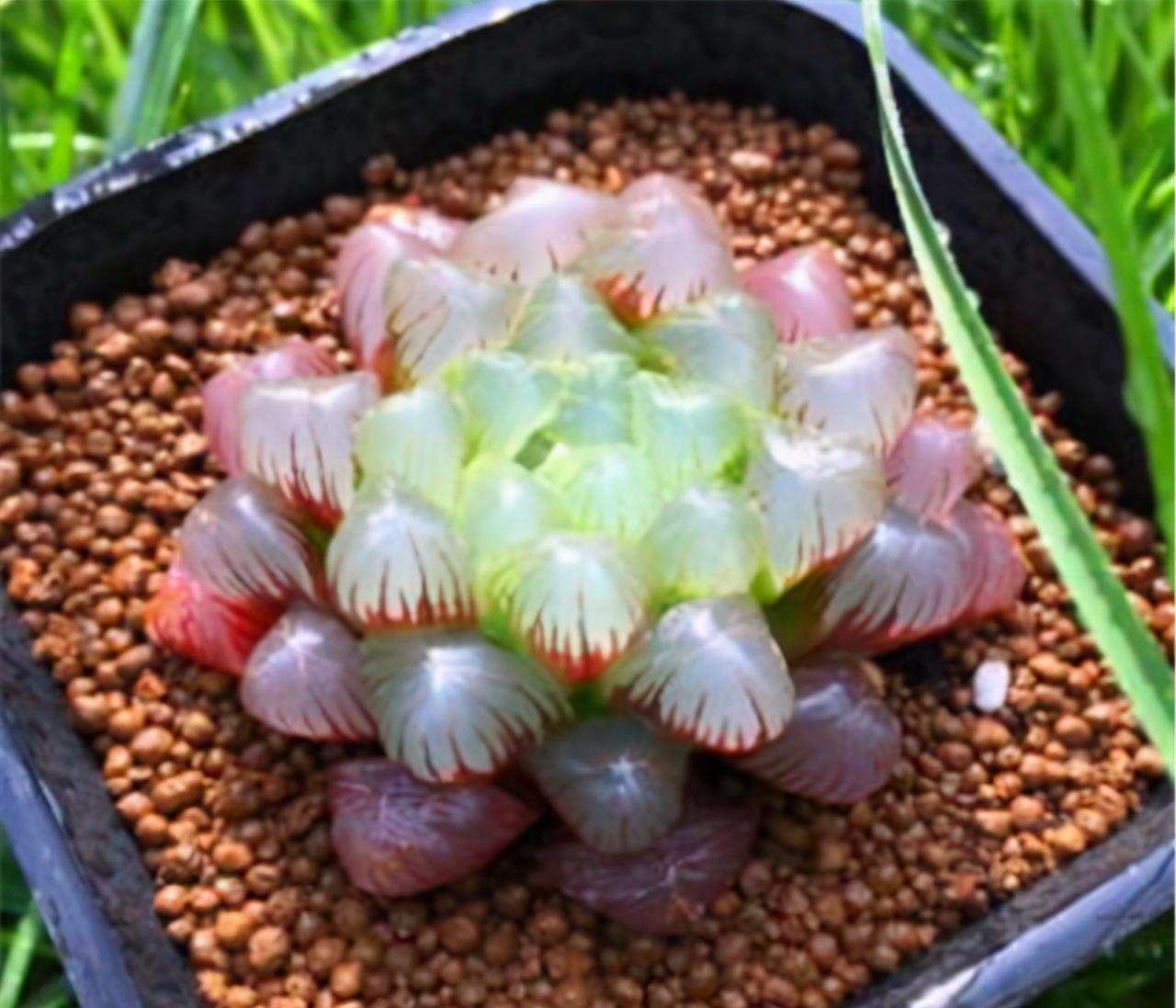 多肉|露养的多肉没状态,满足“三条件”,上色快,还容易爆小崽