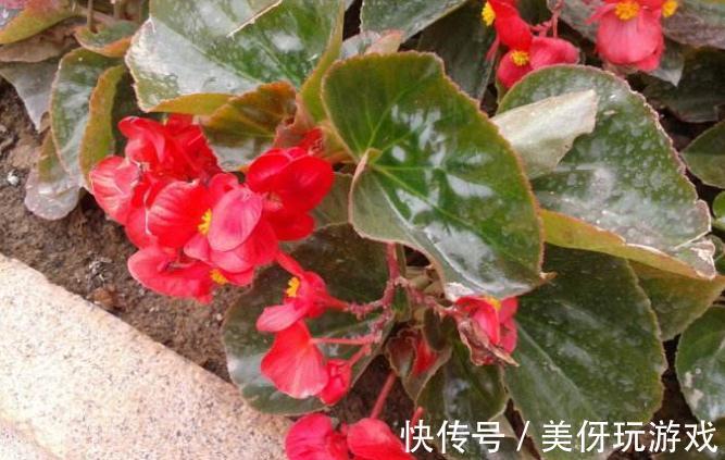 盆栽四季海棠春季换盆有哪些注意事项，你了解过嘛