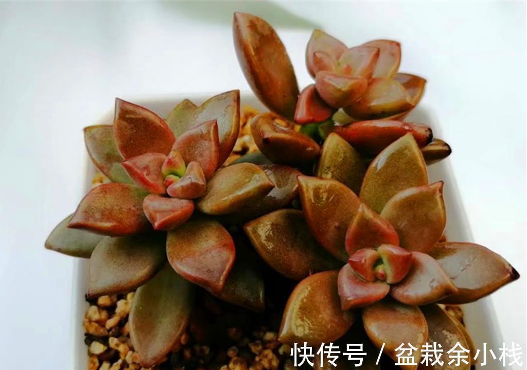 这些从春可以红到秋的多肉,比较不容易掉状态,值得拥有