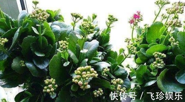 圣诞伽蓝菜|气温超过35℃,长寿花有“3怕”,难怪易黑腐,最后只“剩盆”!