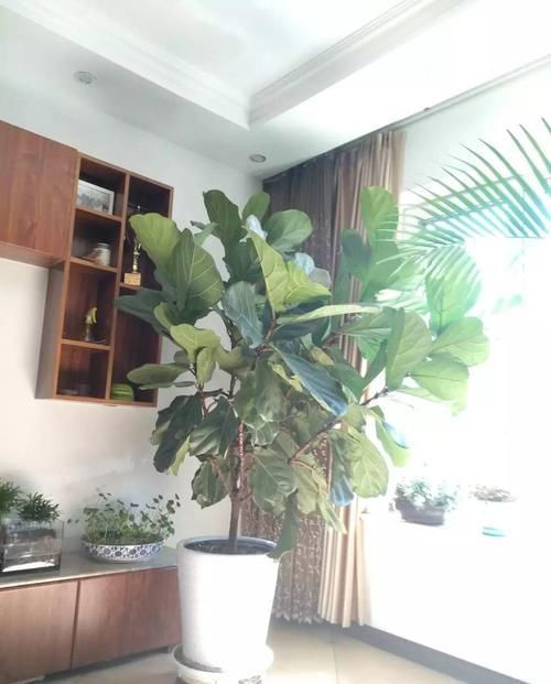 4种不同风格的花,谁见了都爱养,各有各的气质