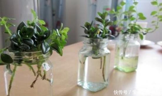 崽子|养金鱼吊兰,学1招猛爆崽子,2周根须长满水培瓶