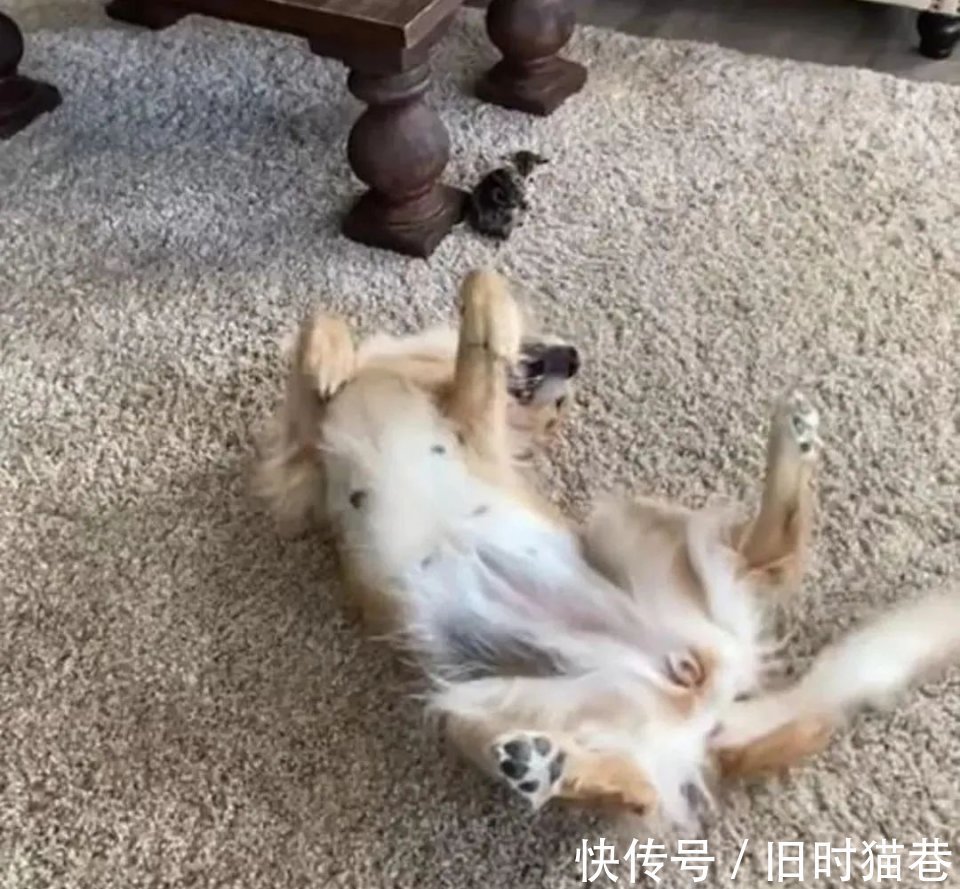 |大金毛第一次看到小奶猫,举动超搞笑:这是什么玩意?