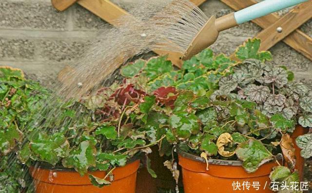 干旱|养花“干透浇透”你真的懂吗?很多人做错了,难怪盆土板结!
