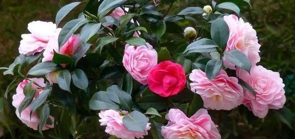 20年花农告你个秘密,浇花就用“啤酒+药片”,一星期就蹿上房顶