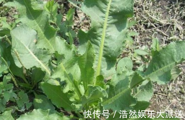 农村|农村以下喂猪的野草,能清热解毒,消肿止痛,凉血止血,你认识吗