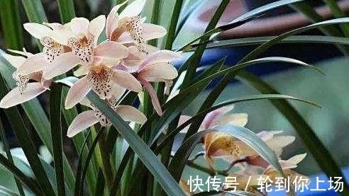 兰花|兰花出现粉虱,千万不能病急乱投医,不然会造成兰花枯死了!