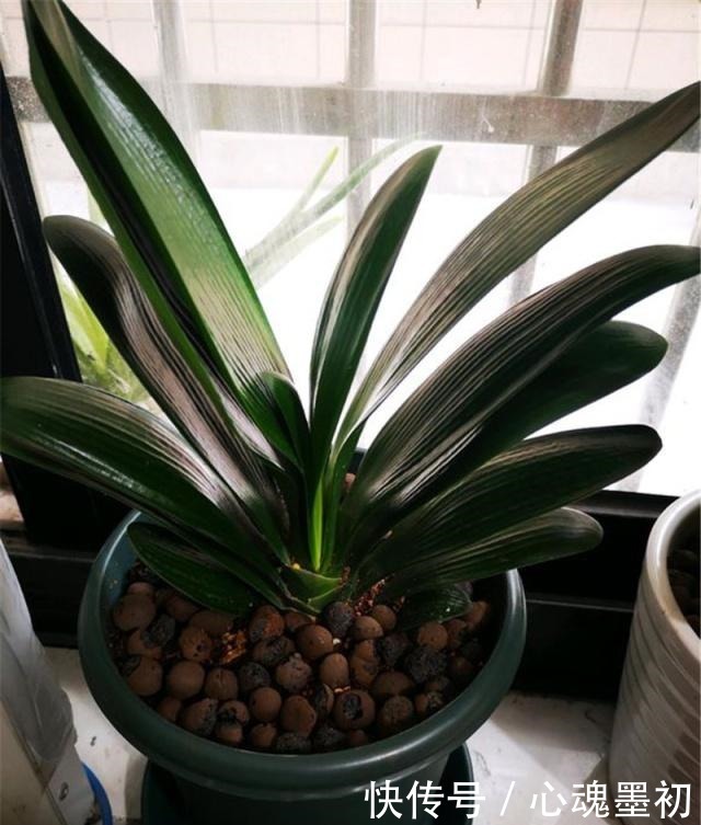 君子兰长歪,多做这个小动作!