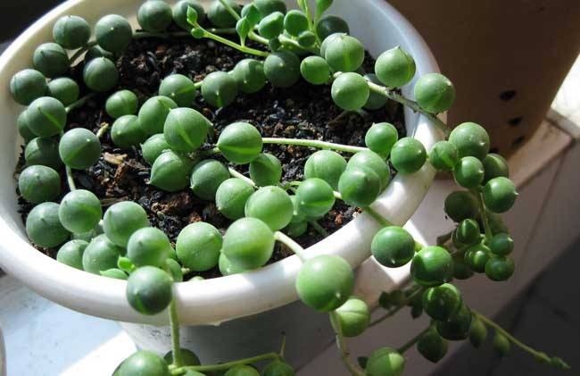 叶上爬满小金鱼这款吊兰贼好养，用它喷一喷就开花！