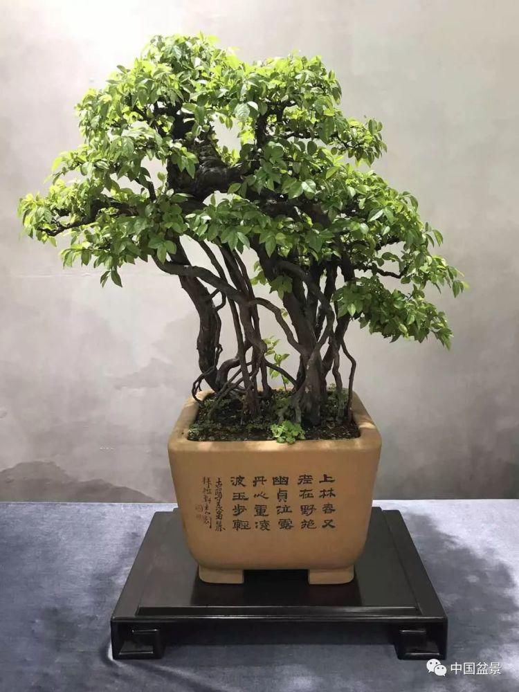 赏玩盆景，一定要是有德之人