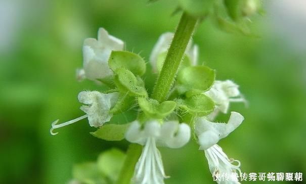 养心平肝降三高|农地里一种野菜，养心平肝降三高，被称为餐桌上的“胰岛素”