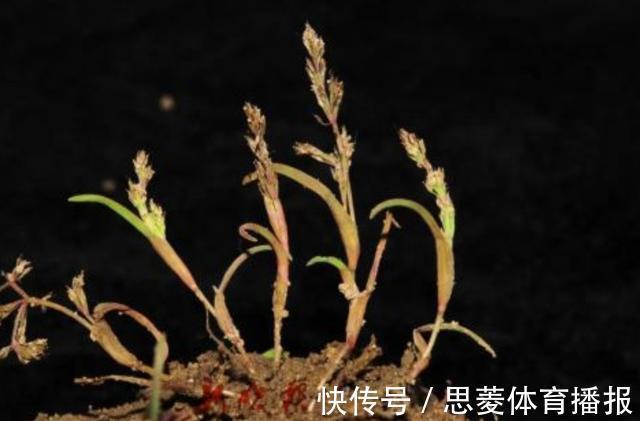 仅两株!消失60年的罕见“莎禾”重现东北,专家:成功采集到
