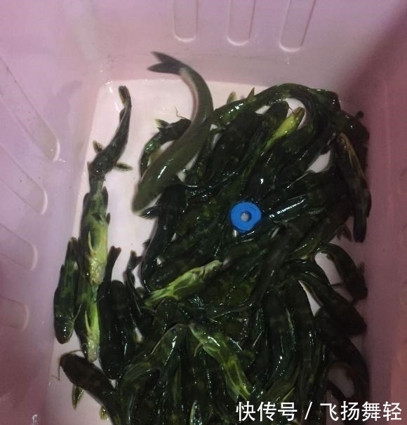 发窝|听说有人要封竿?这里的黄辣丁发窝,有人一夜钓十几斤