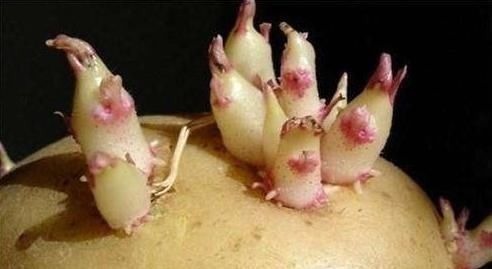 烹饪|发芽土豆能不能吃?我们都有误解了,真相告诉家人