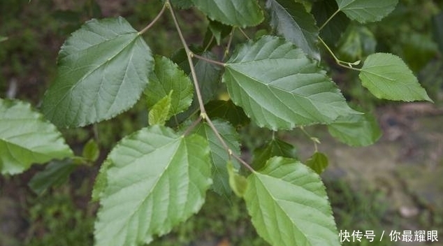 降血糖|“糖友”用桑叶泡水喝，谨记3个“不要”，别总是喝错了！