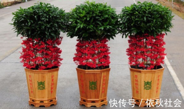 家里养3种“镇宅花”,寓意极好,全家兴旺,特别是第二种!