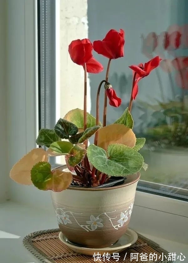 养盆栽仙客来掌握7点,养20~30年都不是问题,年年能开花