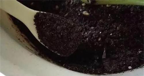 君子兰不开花？2种废料埋盆里，花箭蹭蹭冒，开花2个月