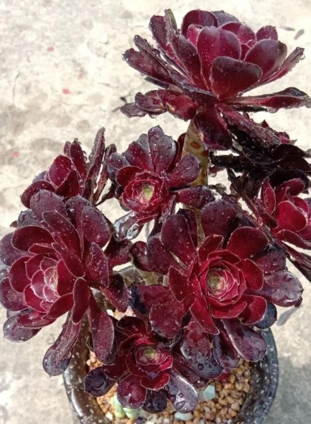  从小|养了5年多肉，从小白变成大神，这些经验送你了