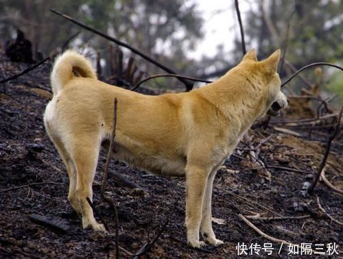 农村人说“狼怕一托,狗怕一摸”,这个说法有道理吗答案来了